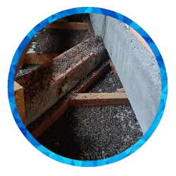 Controle de Morcegos